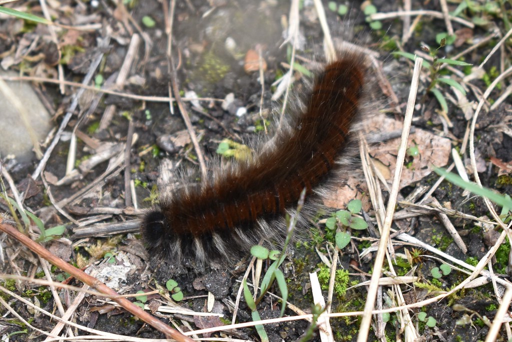 J'ai vu 3 chenilles le même jour au Kirchnerkopf. Il faut faire attention en marchant dans les sentiers !!!