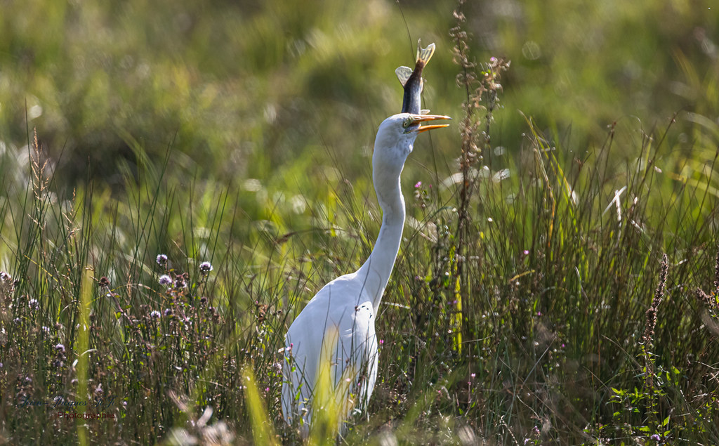 Grande Aigrette