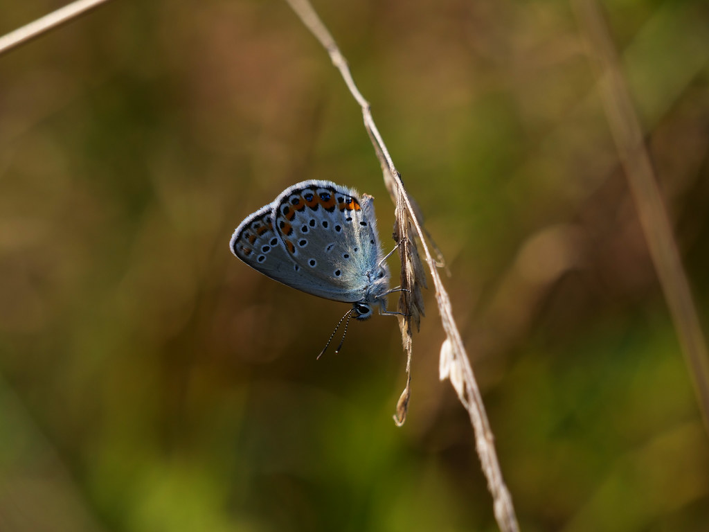 Kronwicken-Bläuling . Plebejus argyrognomon (Bergsträsser 1779) . Azuré des coronilles . Reverdin's blue . Kroonkruidblauwtje