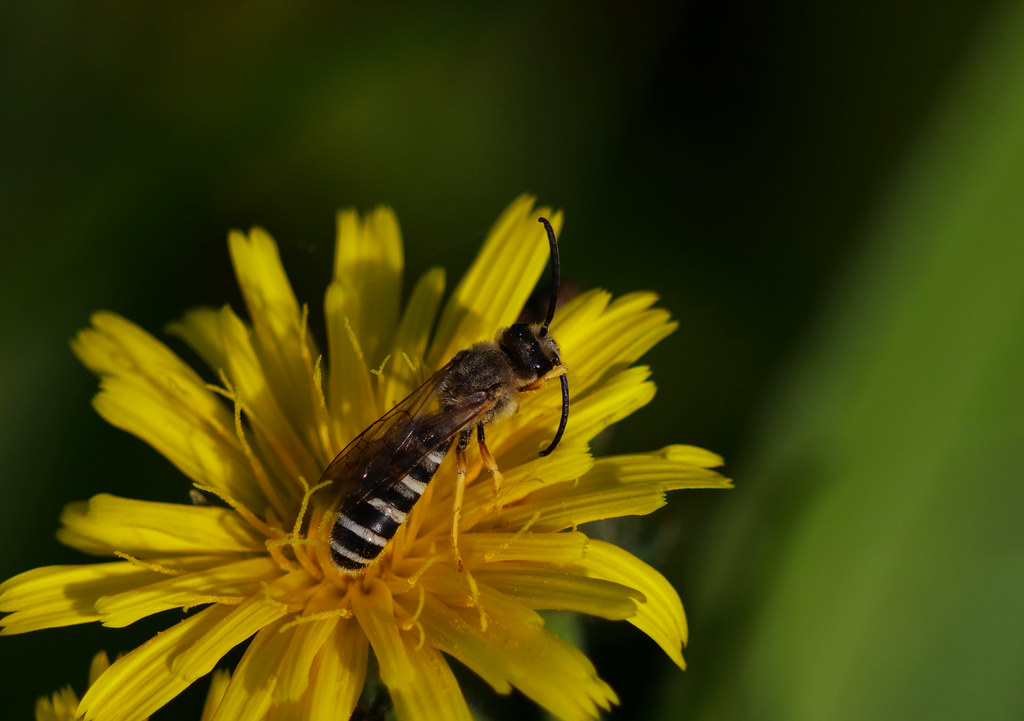 Gelbbindige Furchenbiene . Halictus scabiosae (Rossi 1790) . Halicte de la scabieuse . Great banded Furrow Bee . Breedbandgroefbij