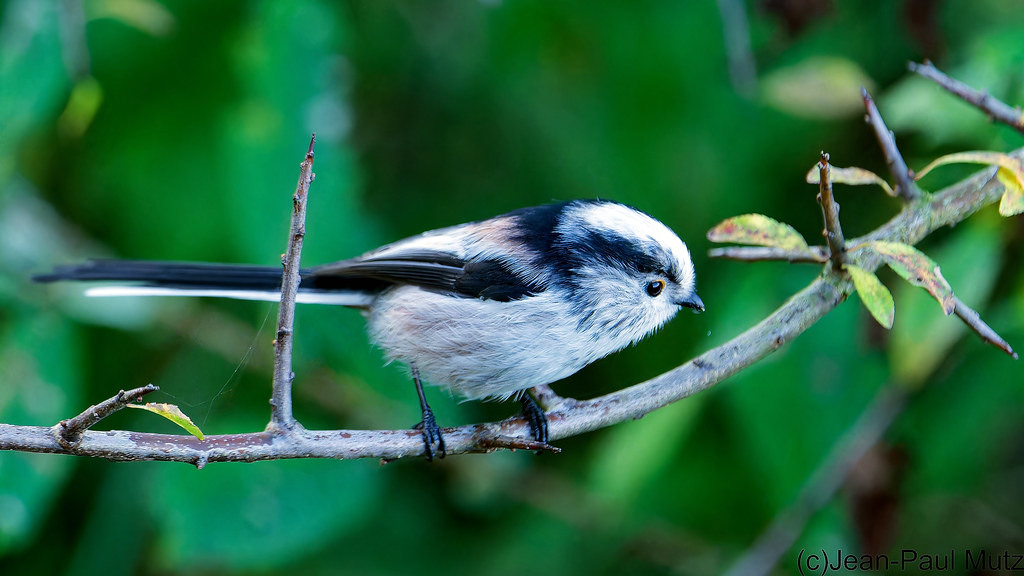 Mésange ou Orite à longue queue