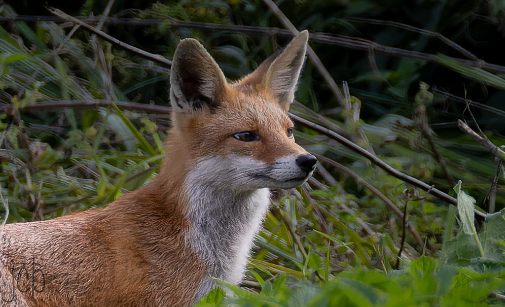 Renard roux