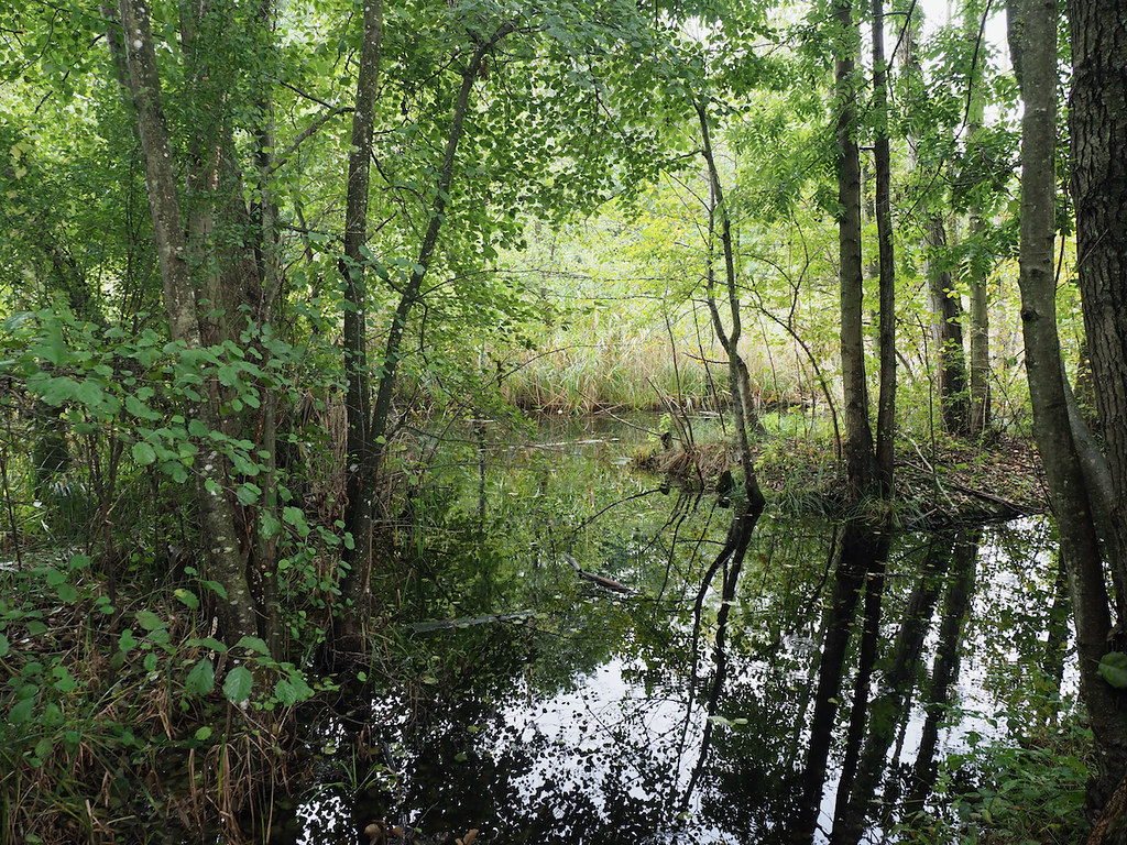 PA072516 Forest reflection