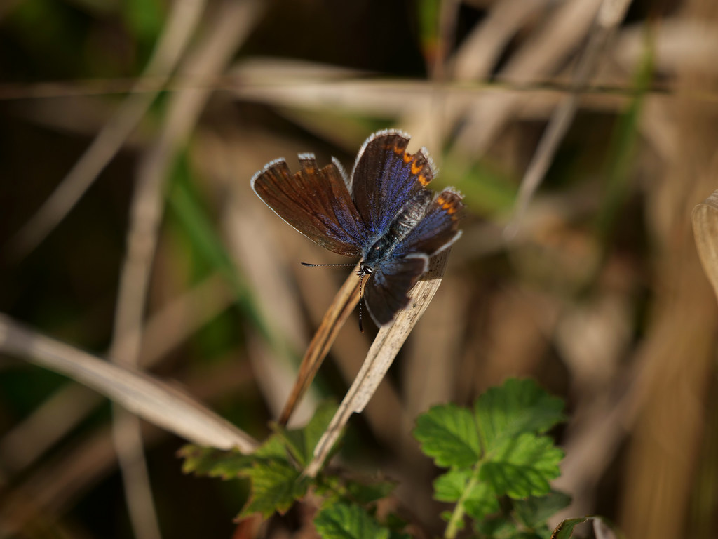 Kronwickenbläuling . Plebejus argyrognomon (Bergsträsser, 1779) . Azuré des coronilles . Reverdin's blue . Kroonkruidblauwtje