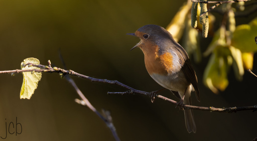 Rouge gorge