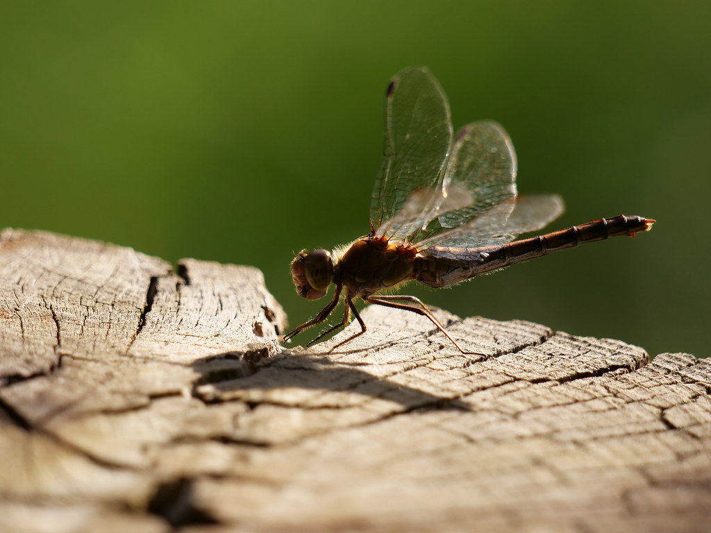 Grosse Heidelibelle . Sympetrum striolatum (Charpentier 1840) . Sympétrum strié . Common darter . Bruinrode heidelibel