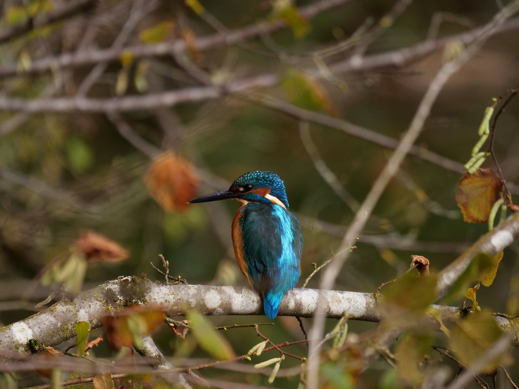 Eisvogel . Alcedo atthis (Linnaeus, 1758) . Martin-pêcheur d'Europe . Common kingfisher / Eurasian kingfisher . IJsvogel