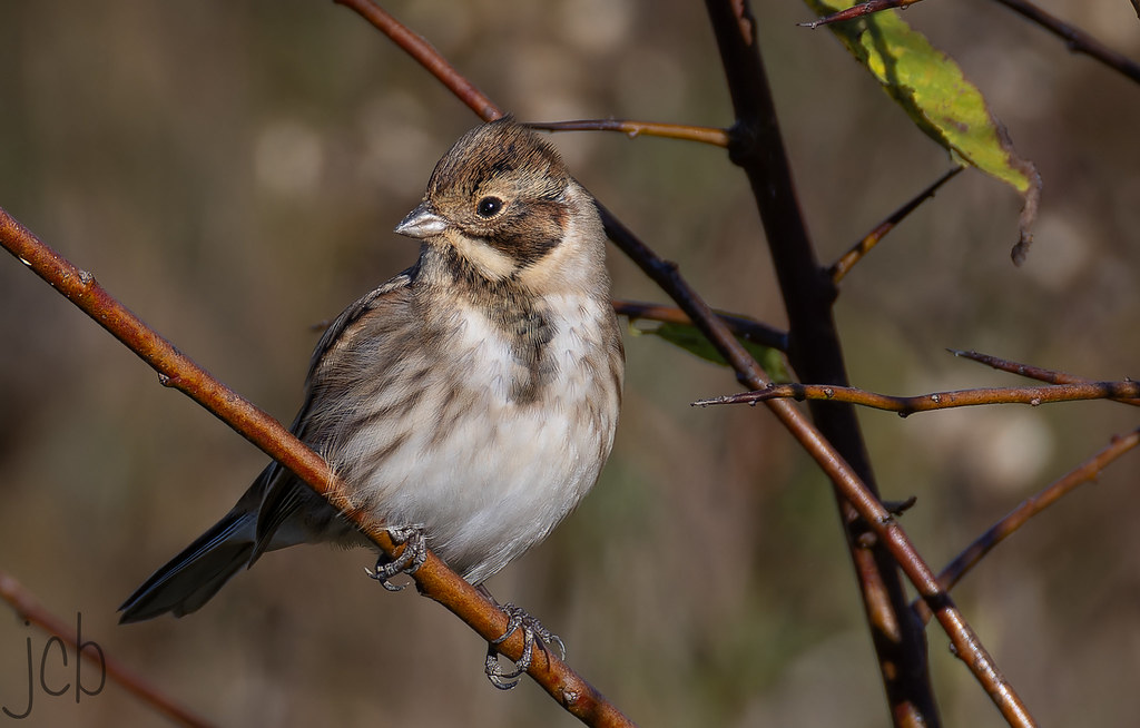 Bruant des roseaux