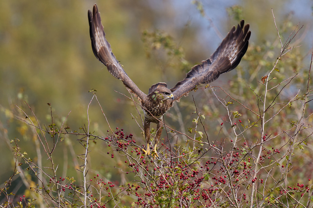 Buse Variable