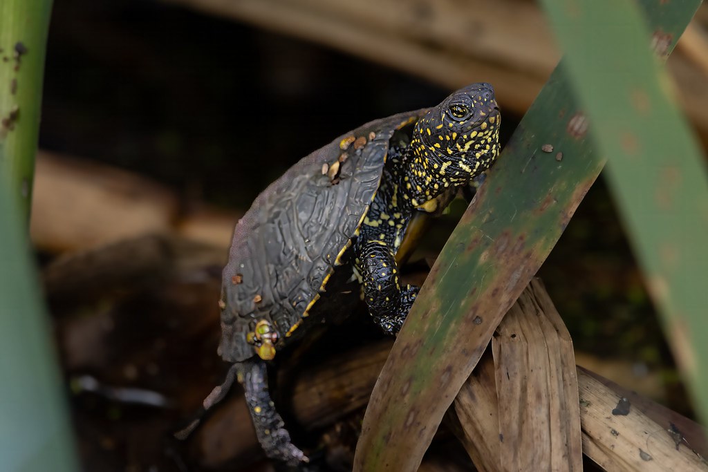 Tortue Cistude d'Europe