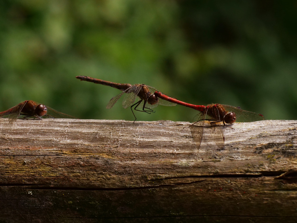 Grosse Heidelibelle . Sympetrum striolatum (Charpentier 1840) . Sympétrum strié . Common darter . Bruinrode heidelibel