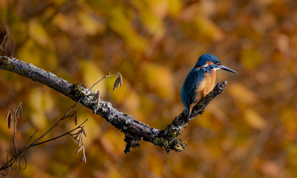 Martin pêcheur d'automne