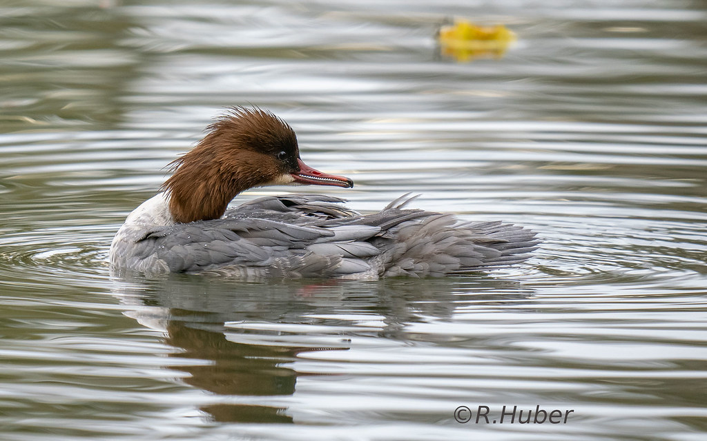 ©-R.Huber-weibl.-Gänsesäger