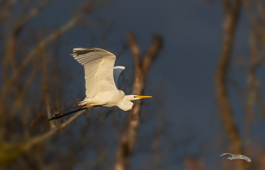 Grande aigrette