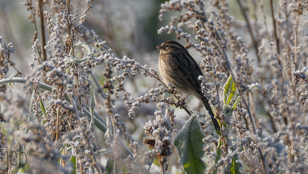 Bruant des roseaux