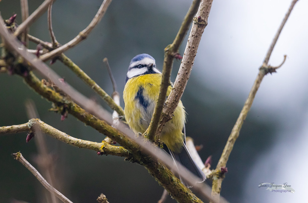 Mésange bleue