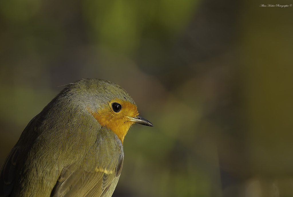 Rouge-gorge familier