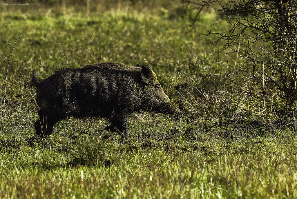 Sanglier solitaire