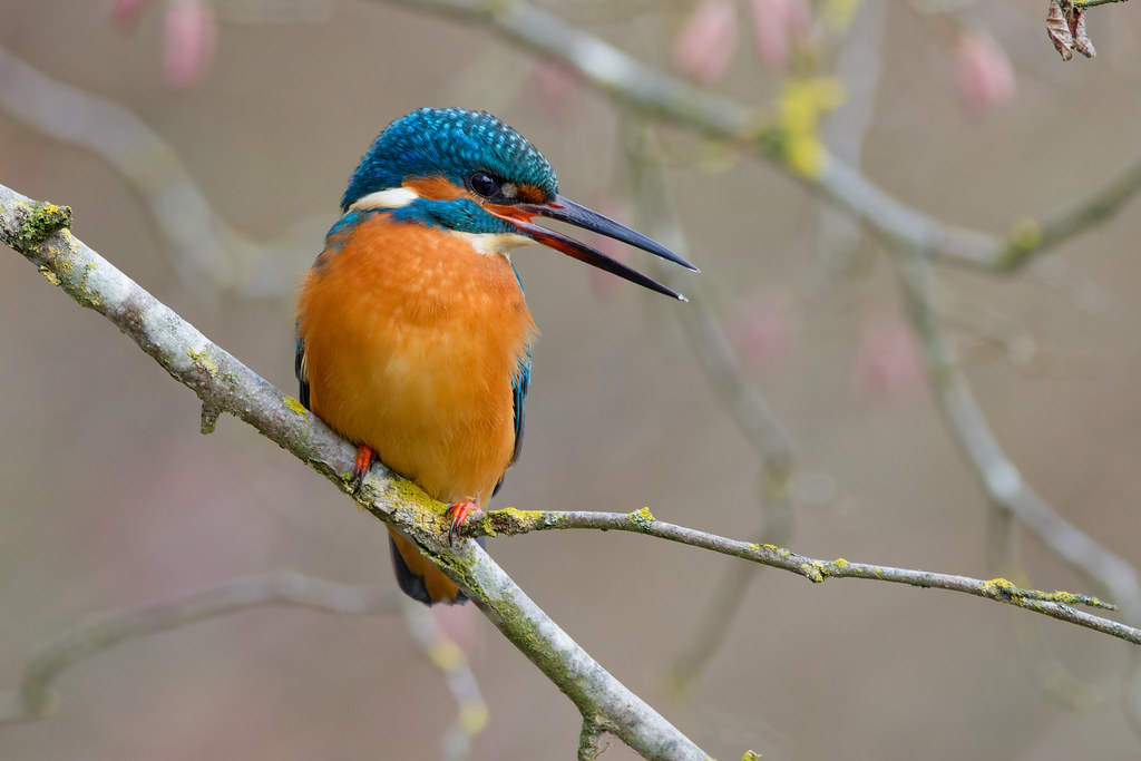 Alcedo atthis. Martin-pêcheur d'Europe.