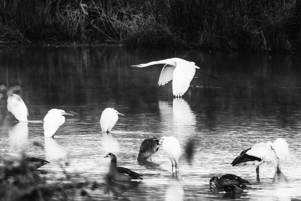 Petite Camargue 2024-12-26-10