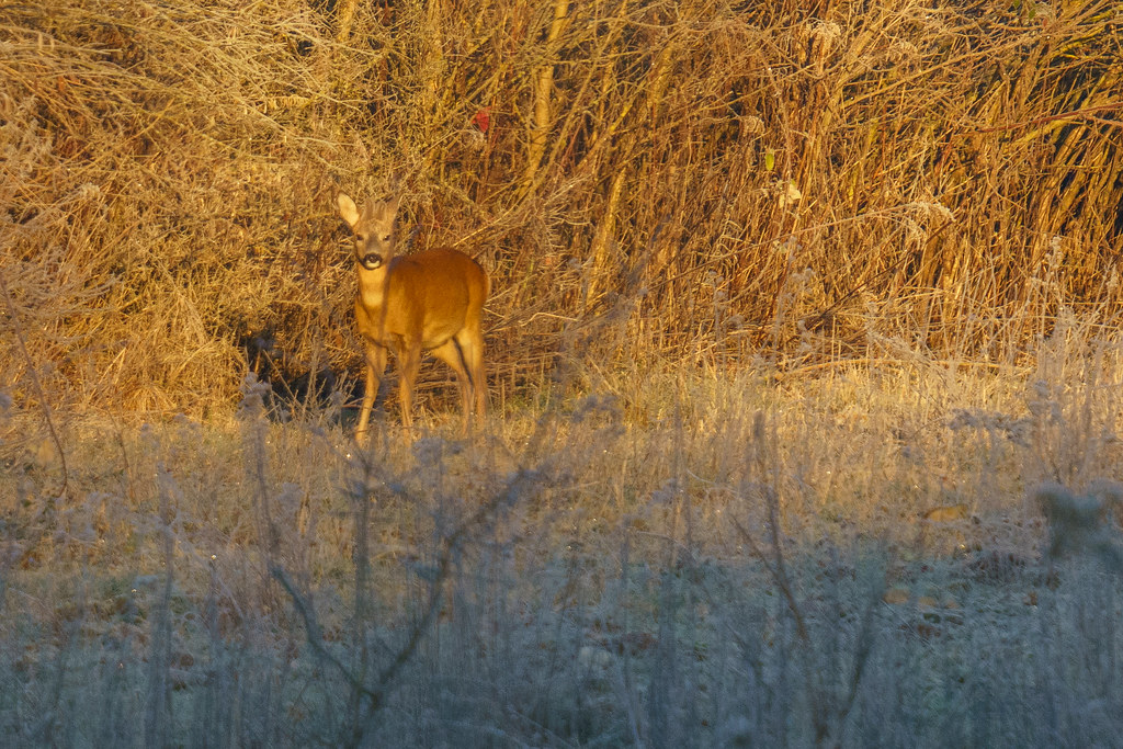 Petite Camargue 2024-12-26-14