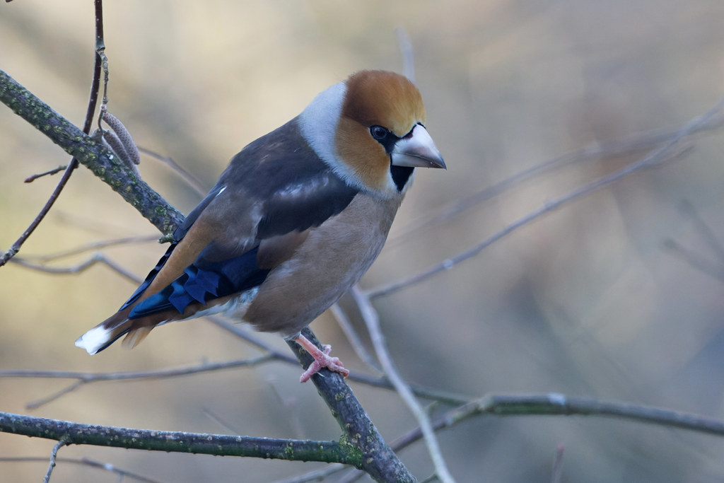 Gros-bec casse-noyaux  - Kernbeisser - Hawfinch