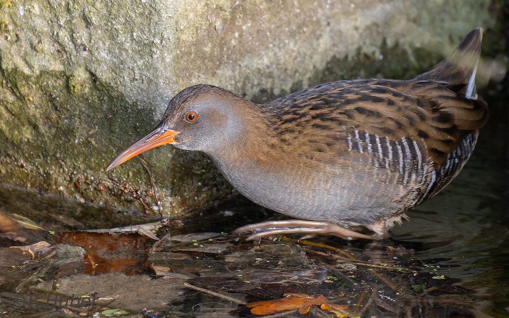 ©-R.Huber-Wasserralle-auf-Futtersuche