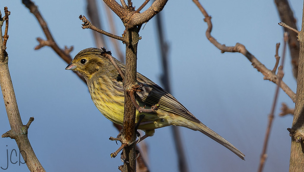 Bruant jaune