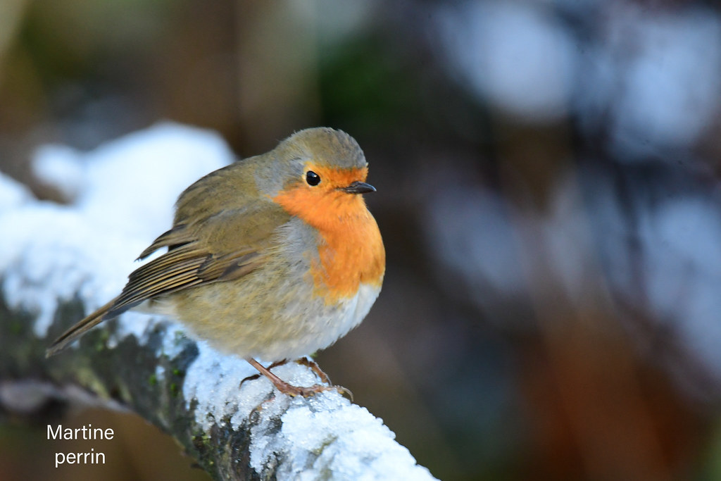 Rouge gorge