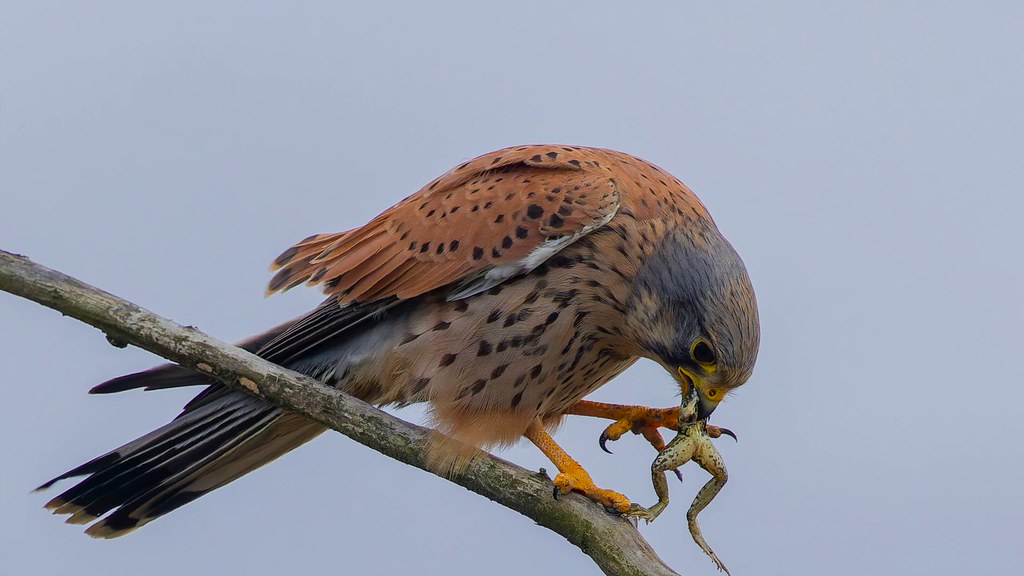 faucon crécerelle et son repas