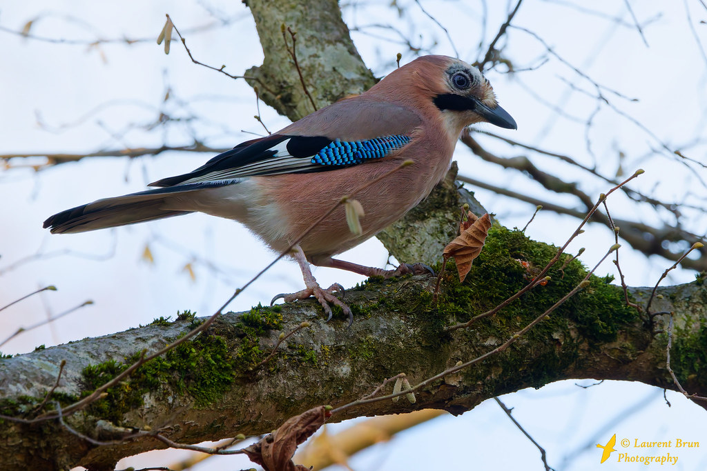 Geai des chênes - Garrulus glandarius