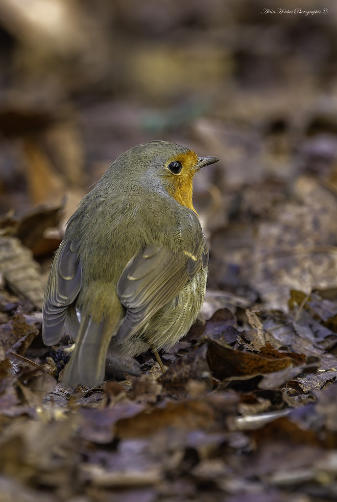 Rouge-gorge familier