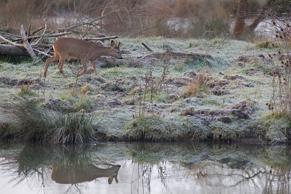 Le brocard et son reflet