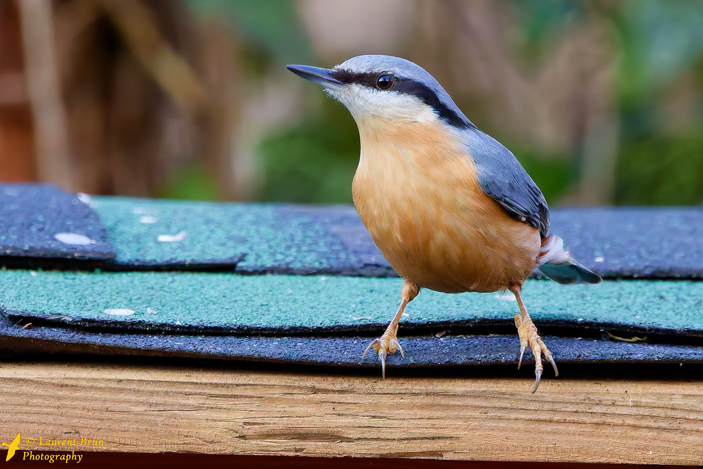 Sittelle torchepot - Sitta europaea