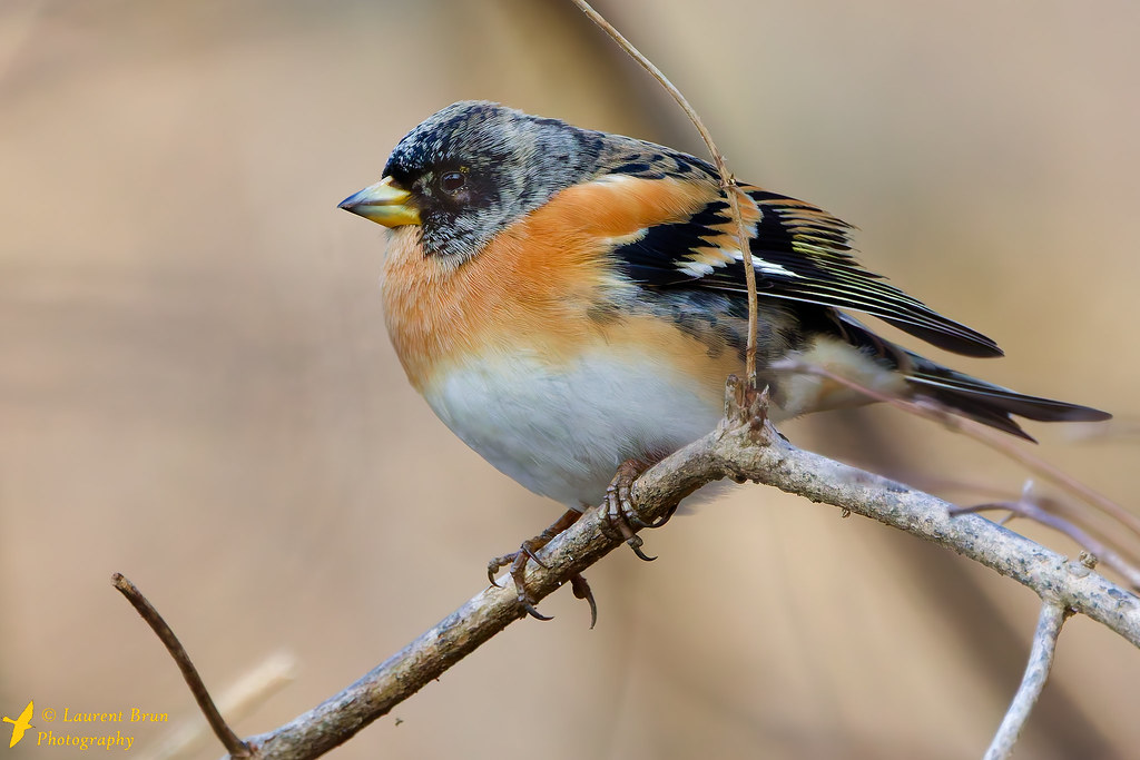 Pinson du Nord (Fringilla montifringilla)