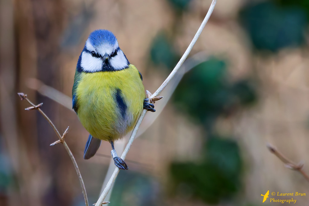 Mésange bleue - Cyanistes caeruleus