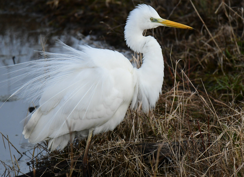 Grande aigrette