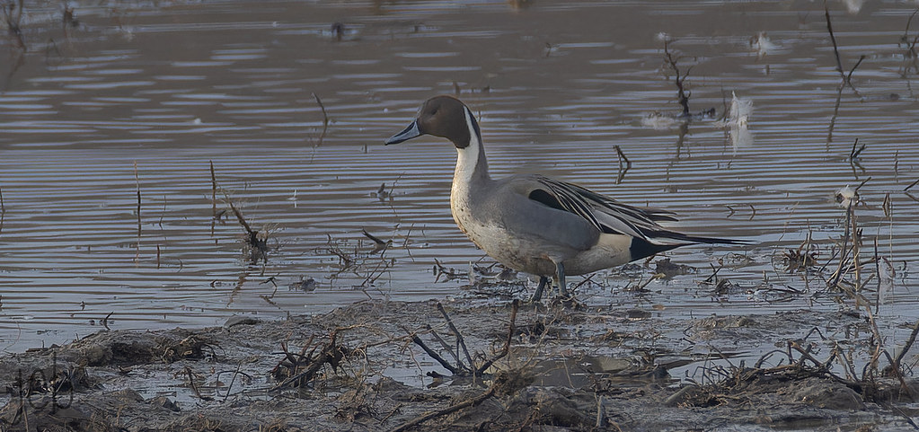 Canard pilet