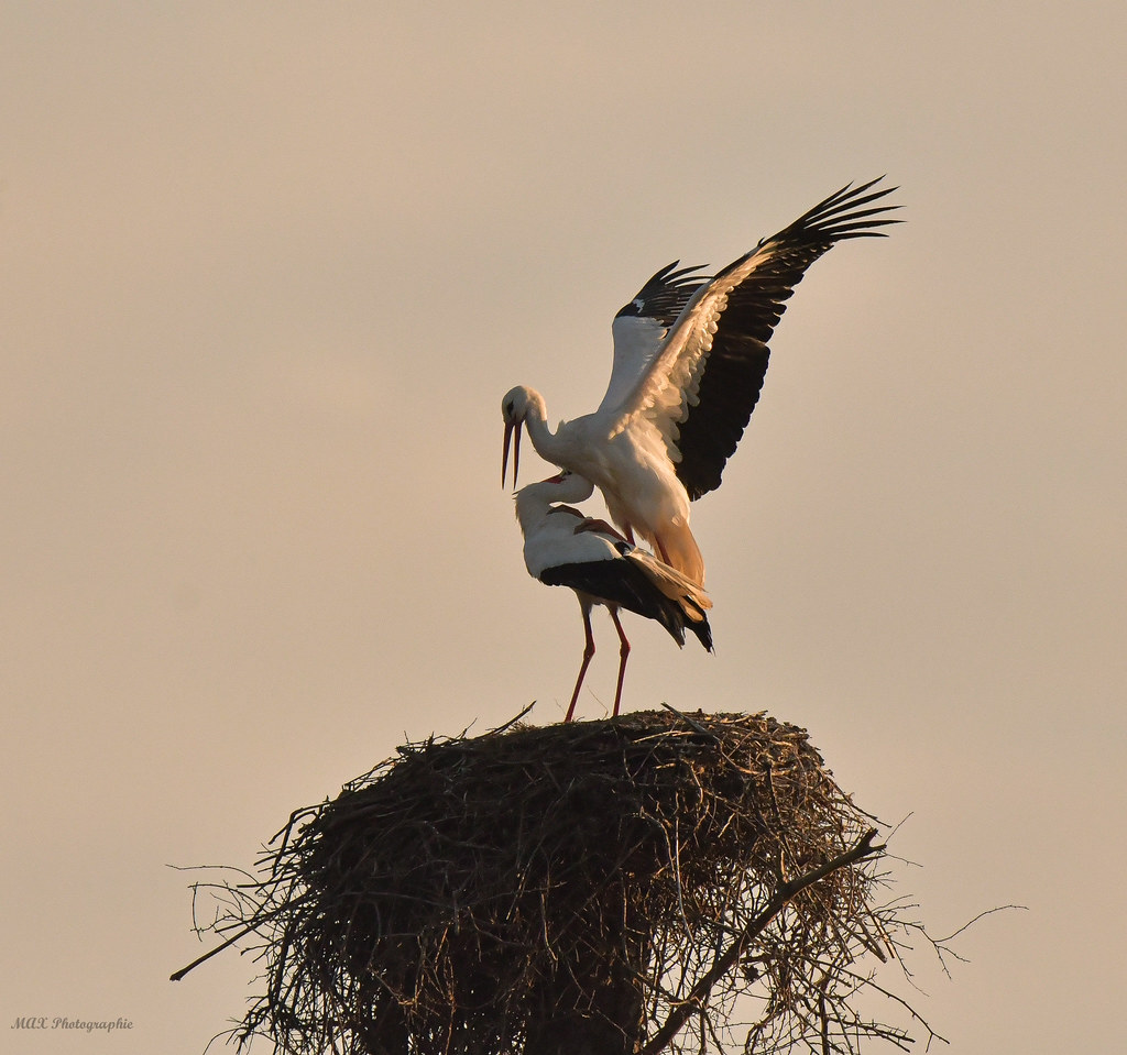 Couple de Cigogne Blanche