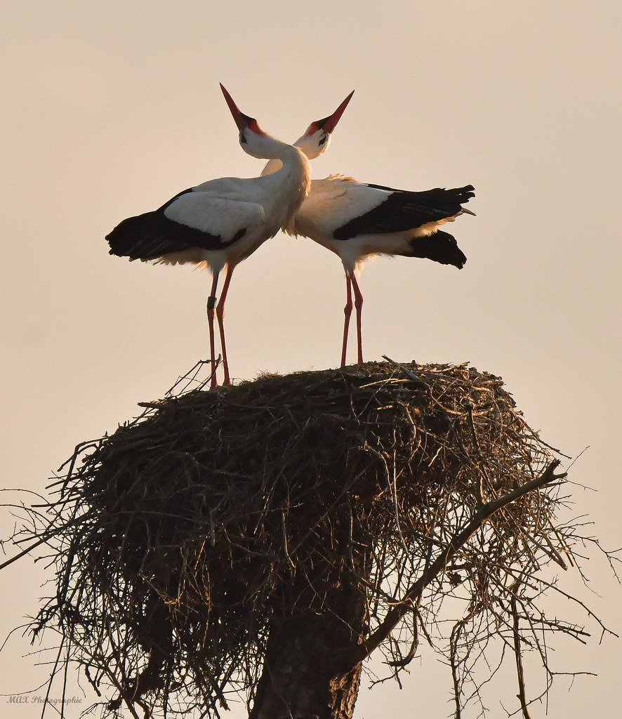 Couple de Cigogne Blanche