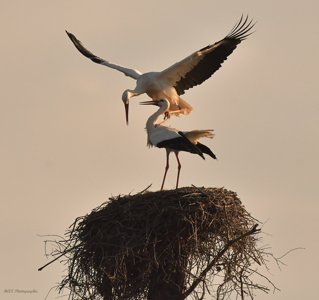 Couple de Cigogne Blanche