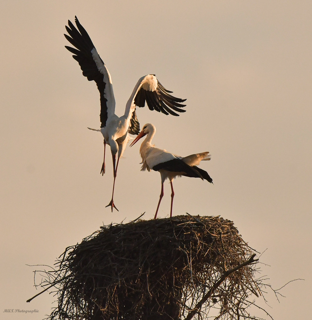 Couple de Cigogne Blanche