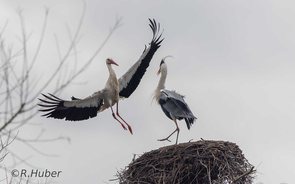 ©-R.Huber-Storch-vertreibt-Graureiher-vom-Nest