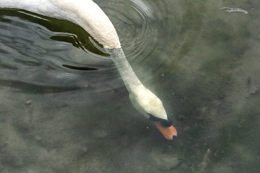 Cygne