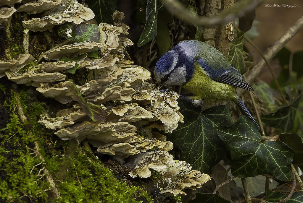 Mésange bleue