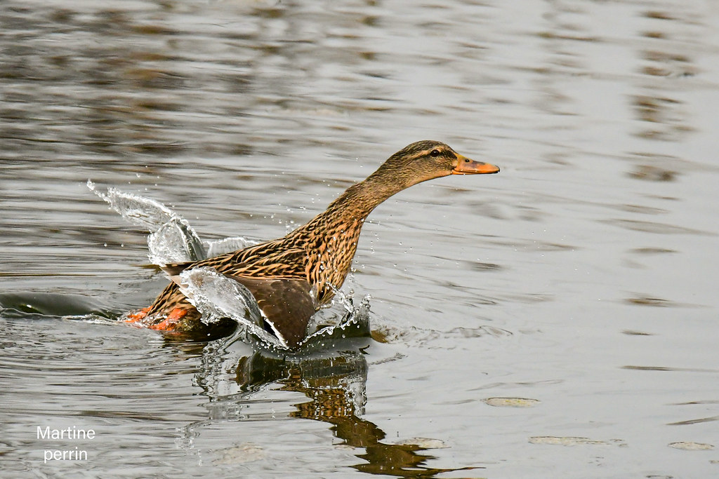 Cane colvert