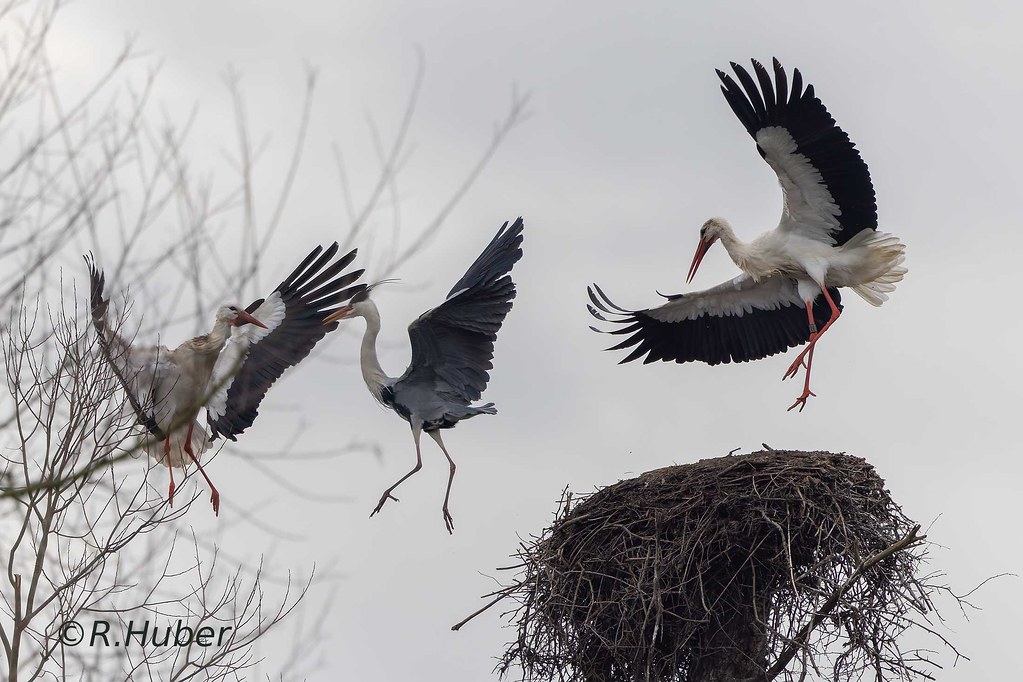 ©-R.Huber-Störche-vertreiben-Graureihen-aus-ihrem-Nest