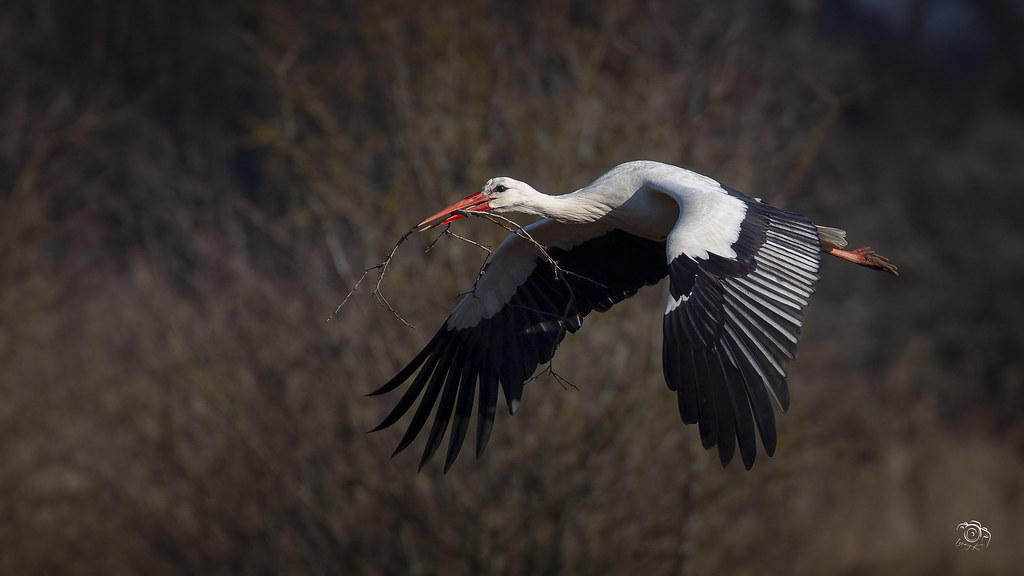 Cigogne