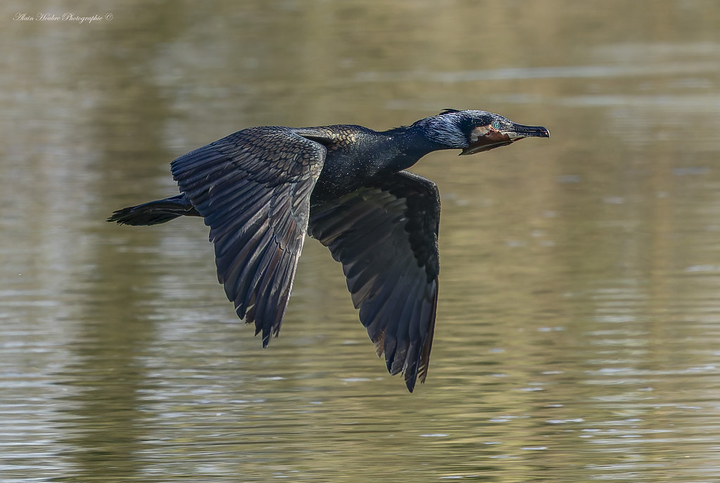 Grand cormoran en plumage nuptial