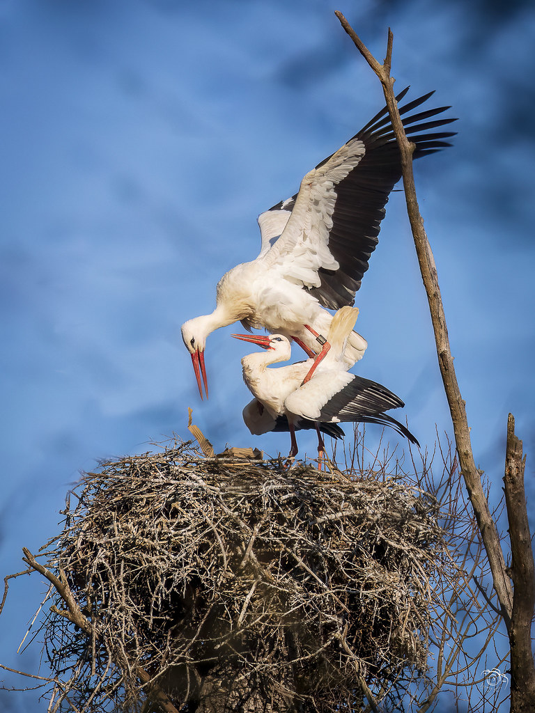 Cigogne